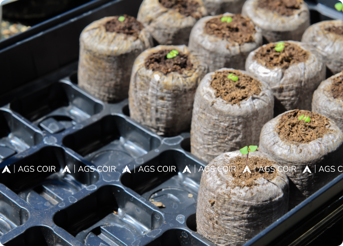 Coco coins Exporters & Suppliers in Tamilnadu, India